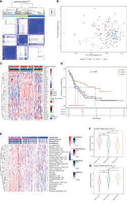 Identification and validation of a prognostic risk-scoring model for AML based on m7G-associated gene clustering